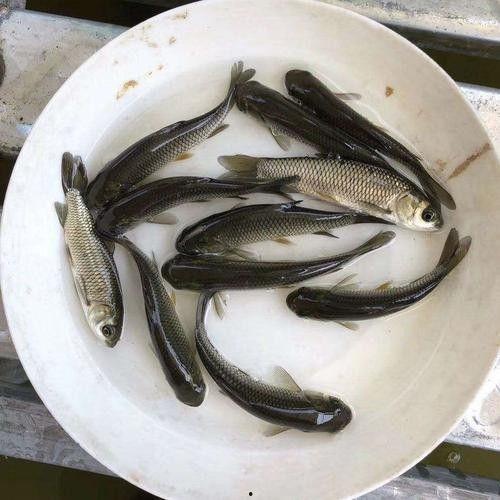 鱼苗吃生瓜行吗,生瓜能否成为鱼苗的美食